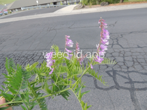 vetch, bird